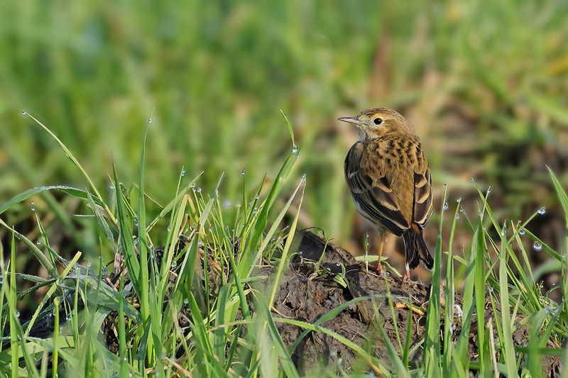 Meadow Pipit (Anthus pratensis)