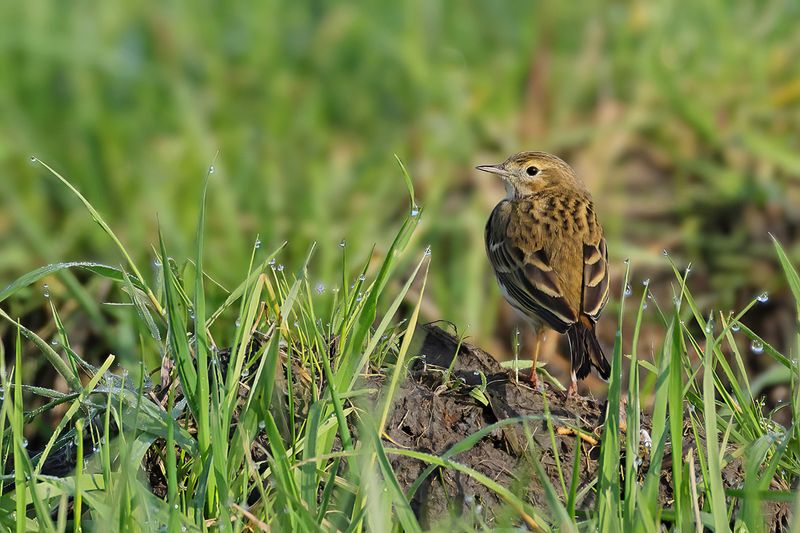 Meadow Pipit (Anthus pratensis) 