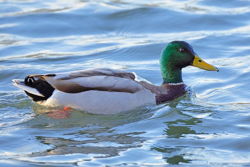 Mallard (Anas platyrhynchos)