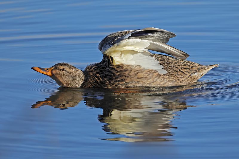 Mallard (Anas platyrhynchos)