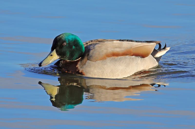 Mallard (Anas platyrhynchos)