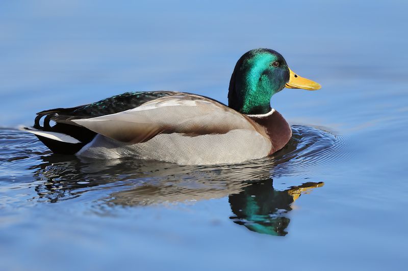 Mallard (Anas platyrhynchos)