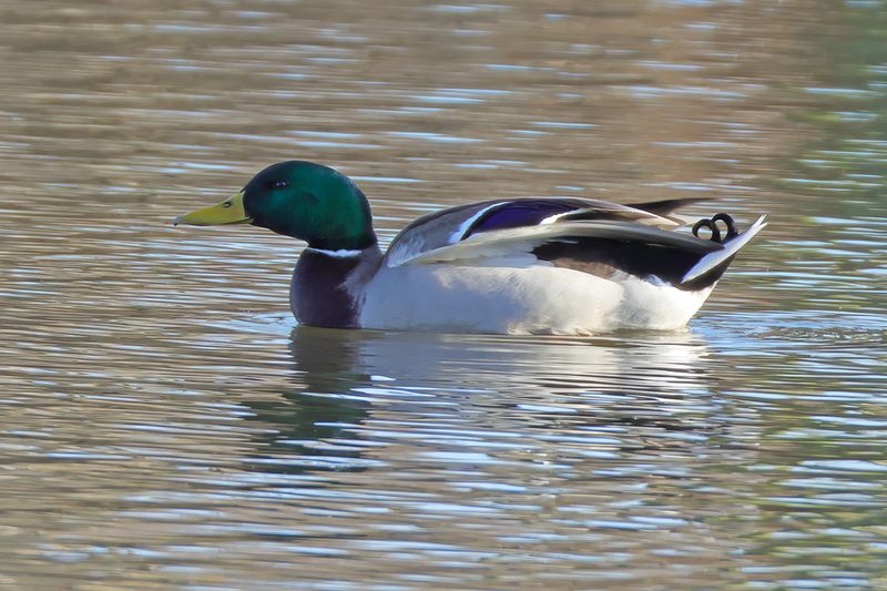 Mallard (Anas platyrhynchos)