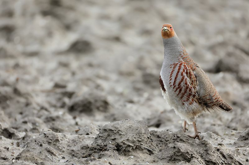 Grey Partridge (Perdix perdix)