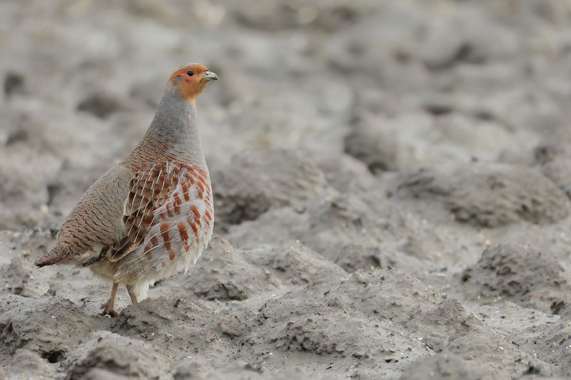 Grey Partridge (Perdix perdix)