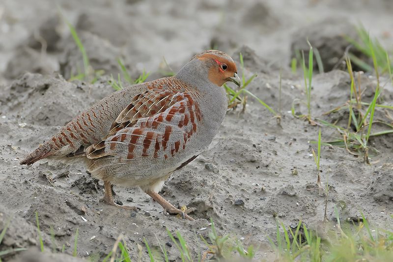 Grey Partridge (Perdix perdix)