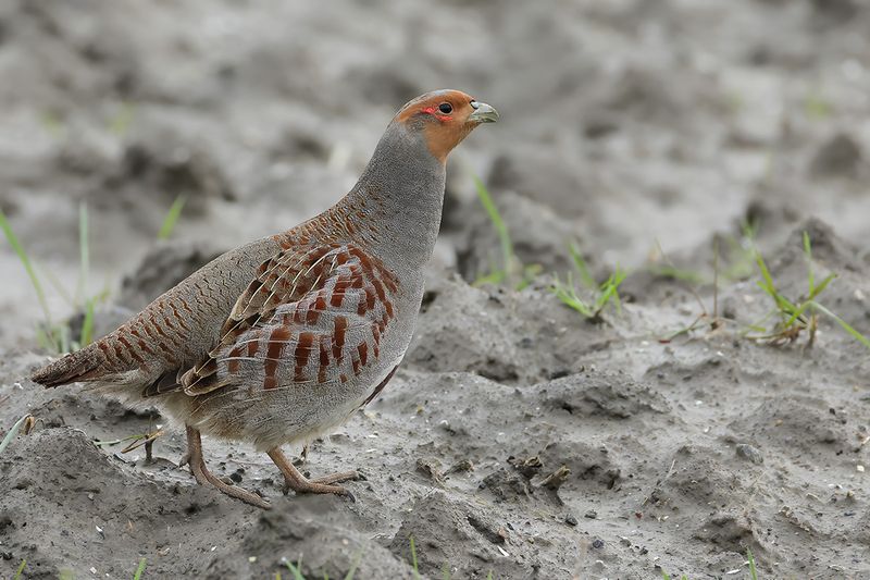 Grey Partridge (Perdix perdix)
