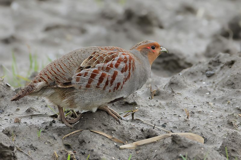 Grey Partridge (Perdix perdix)