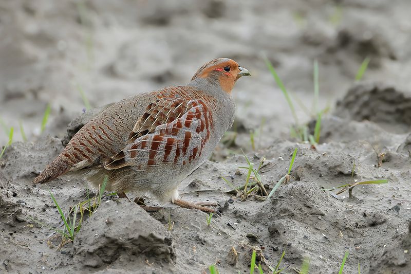 Grey Partridge (Perdix perdix)