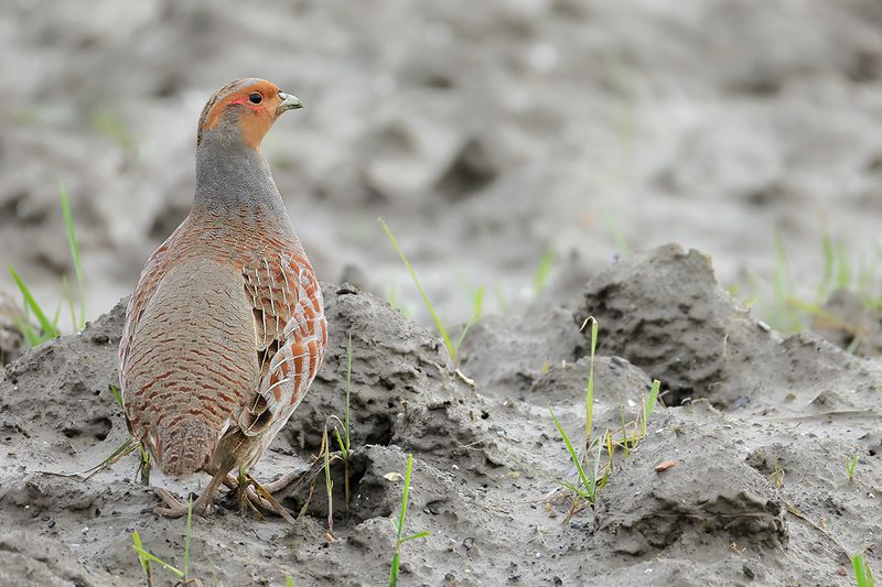 Grey Partridge (Perdix perdix)