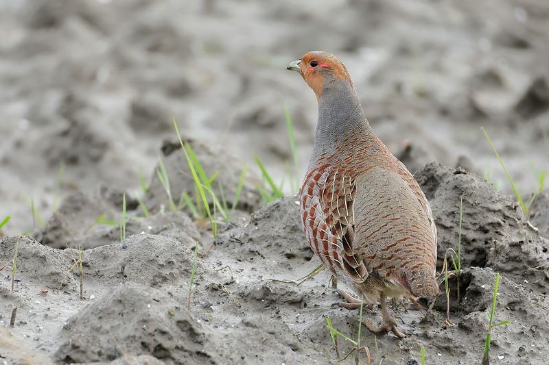 Grey Partridge (Perdix perdix)