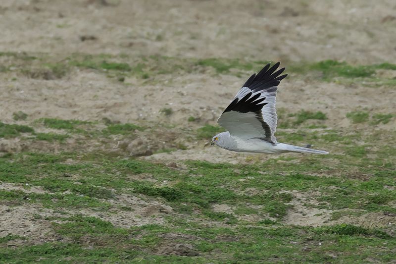 Hen Harrier (Circus cyaneus) 