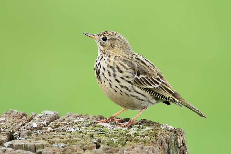 Meadow Pipit (Anthus pratensis) 