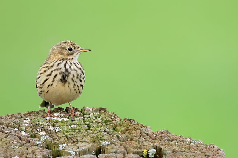 Meadow Pipit (Anthus pratensis) 