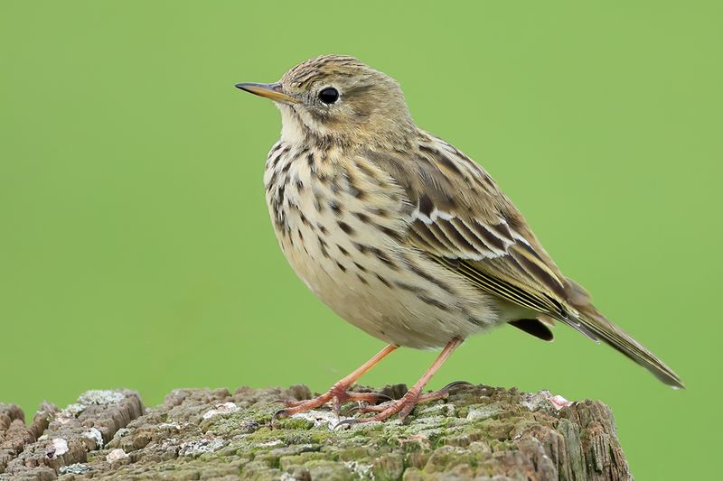 Meadow Pipit (Anthus pratensis) 