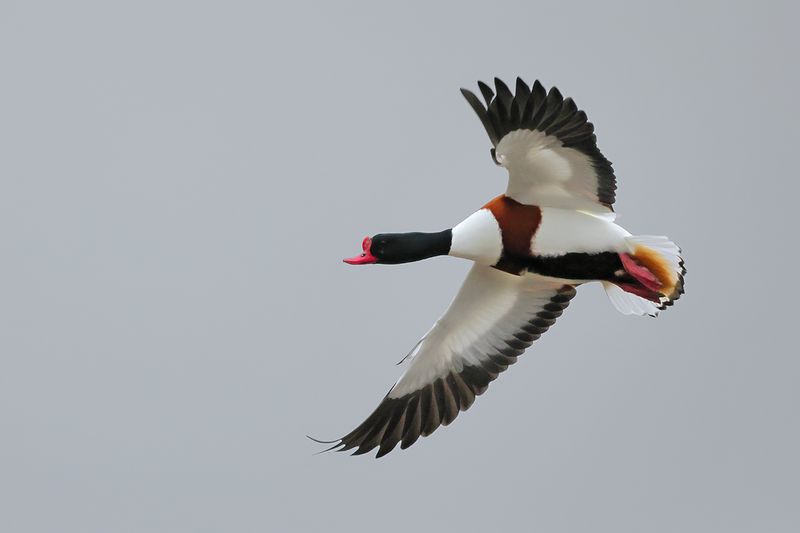 Gallery Common Shelduck