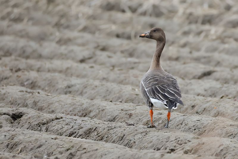 Bean Goose (Anser fabalis)