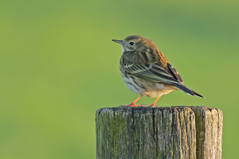 Gallery Meadow Pipit