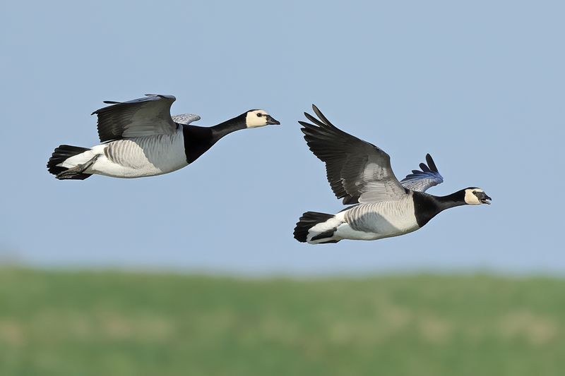 Barnacle Goose (Branta leucopsis)