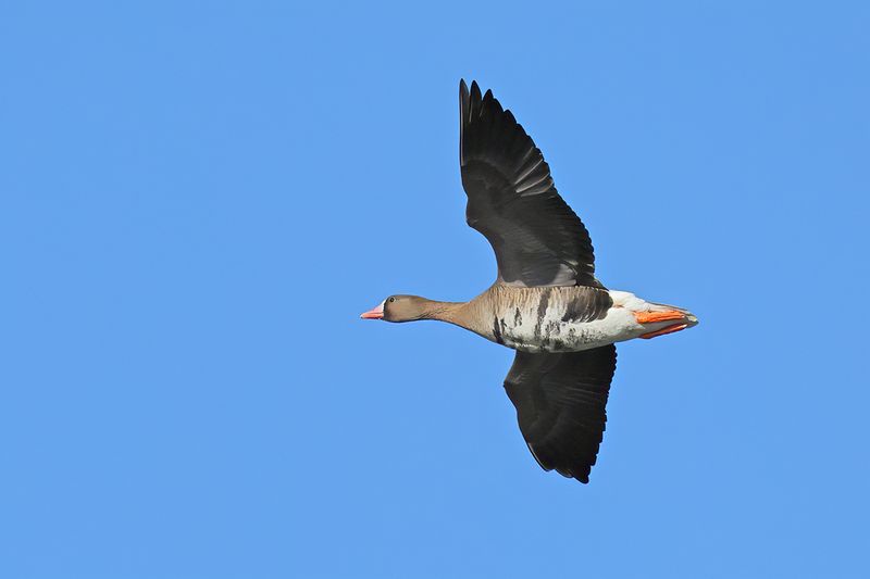 Greater white-fronted goose (Anser albifrons)