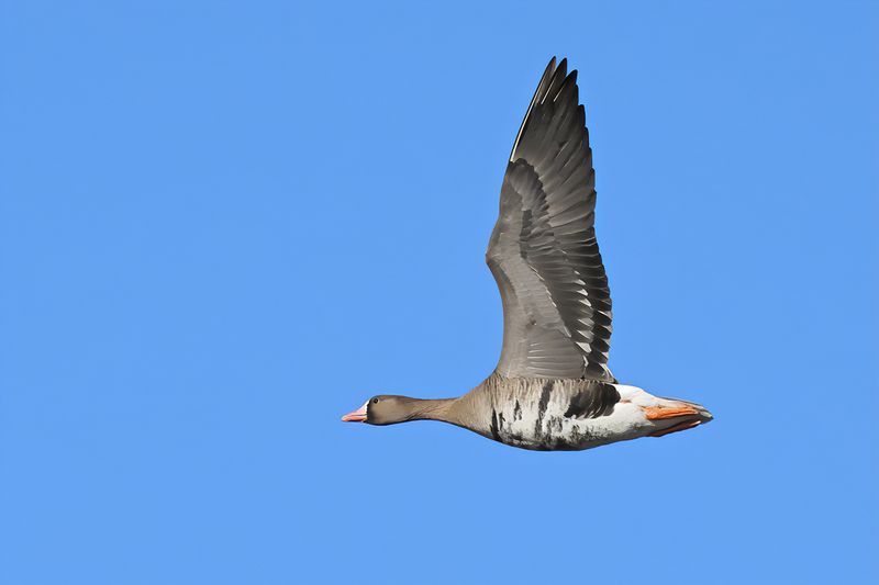 Gallery Greater White-fronted goose