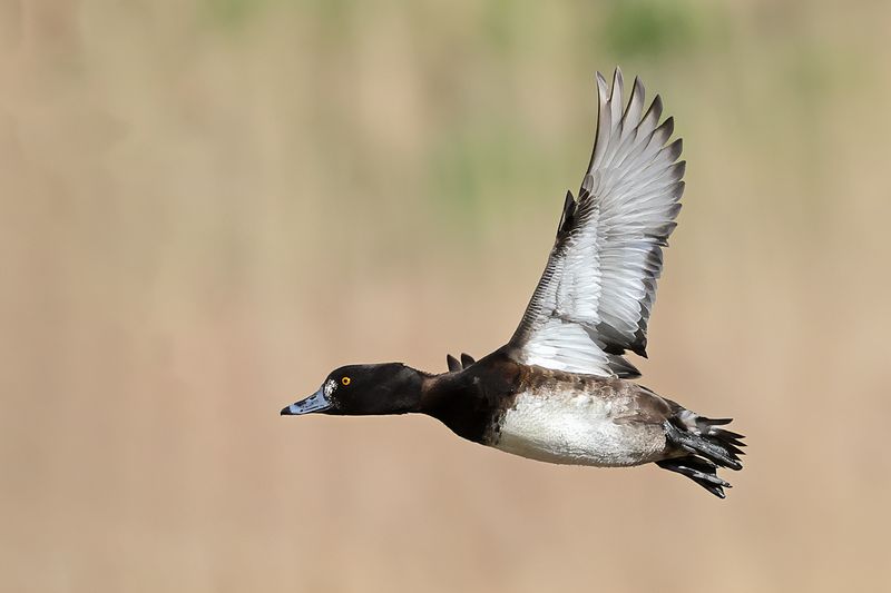 Gallery Tufted Duck