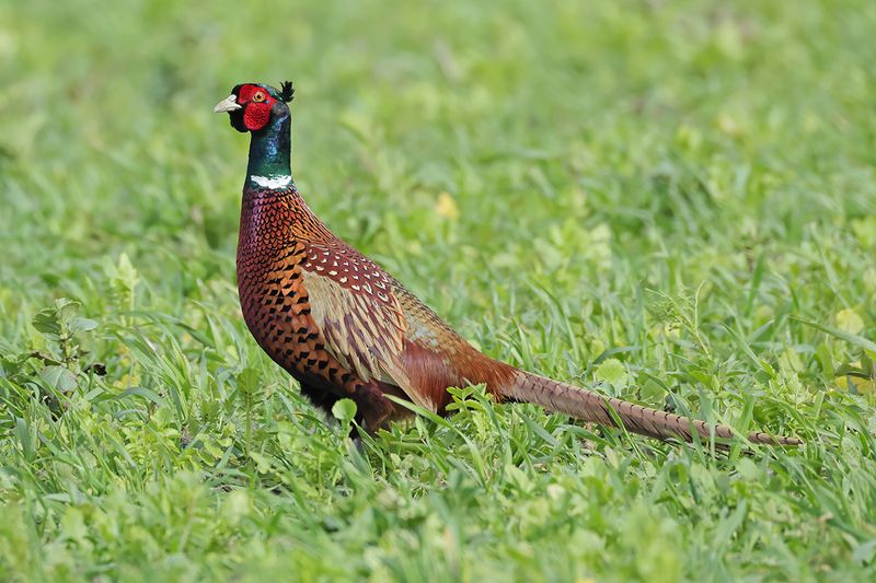 Gallery Common Pheasant