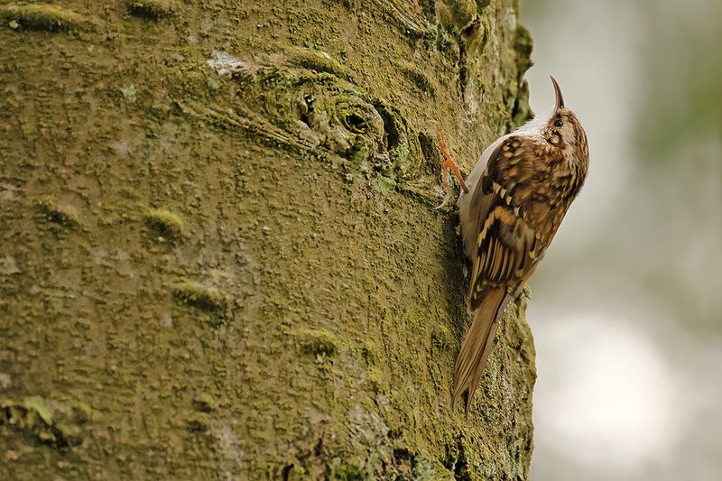 Eurasian treecreeper (Certhia familiaris)