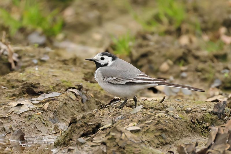 Gallery White Wagtail