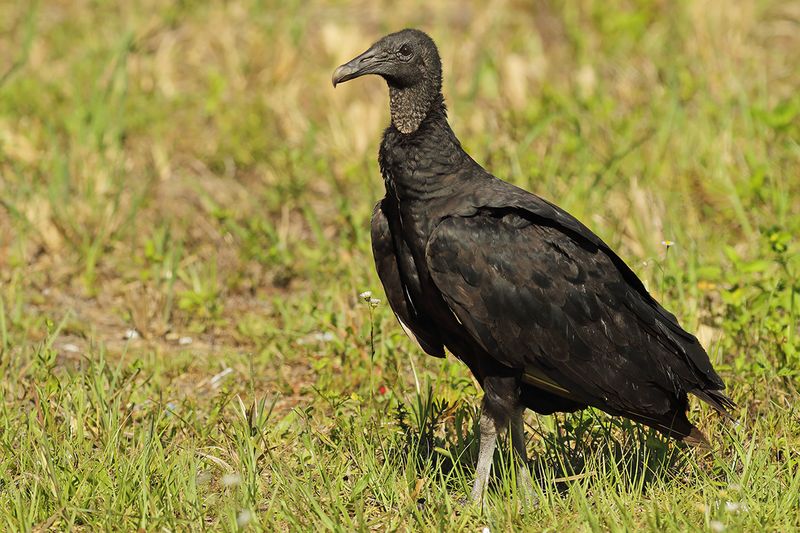 Black vulture (Coragyps atratus)