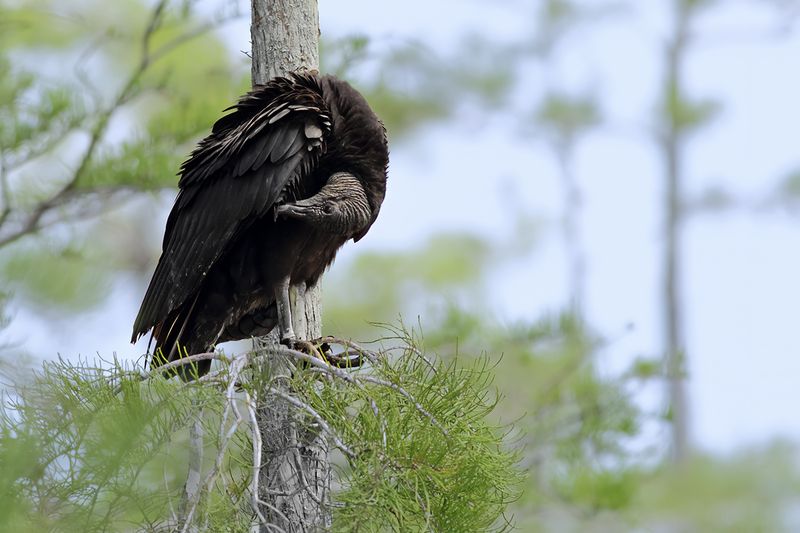 Black vulture (Coragyps atratus)