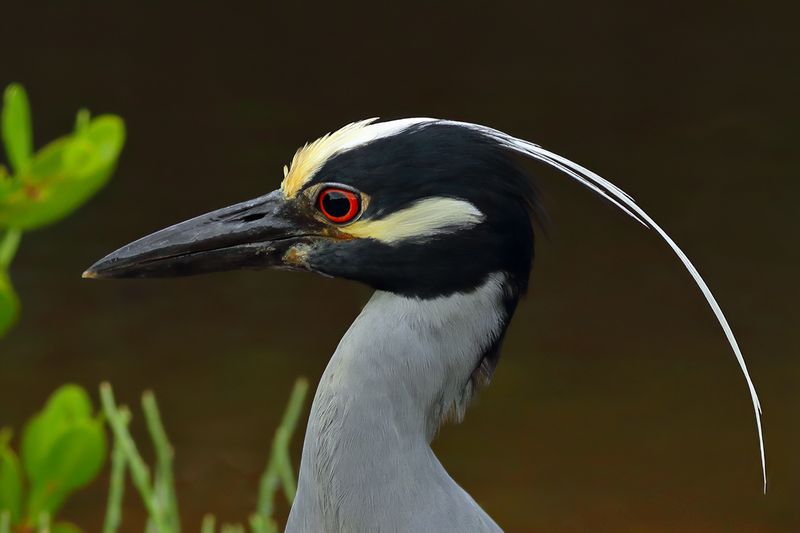 Yellow-crowned Night Heron (Nyctanassa violacea)