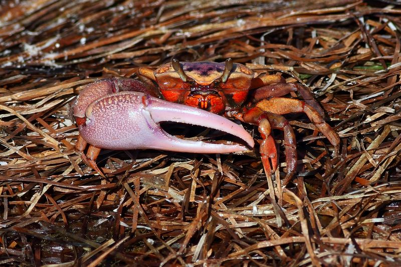 Sand Fiddler (Uca pugilator)