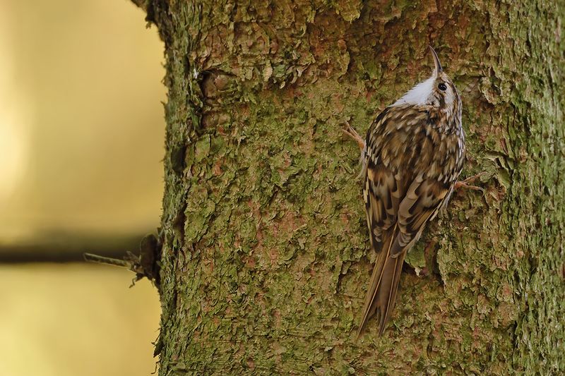 Gallery Eurasian treecreeper