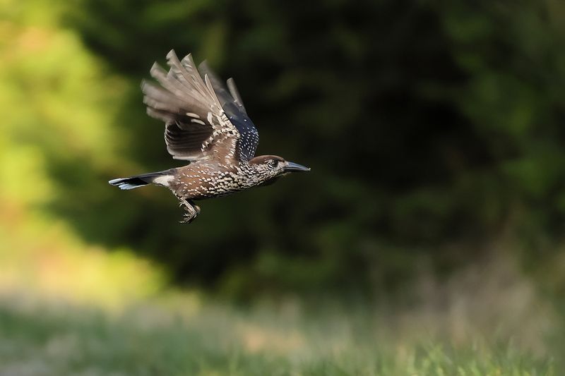 Gallery Spotted Nutcracker