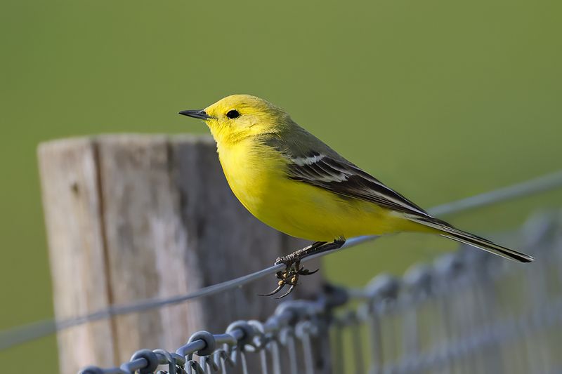 Western Yellow Wagtail (Motacilla flava flavissima) or Lutea ?