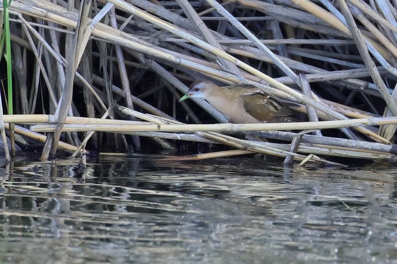 Little Crake (Zapornia parva)
