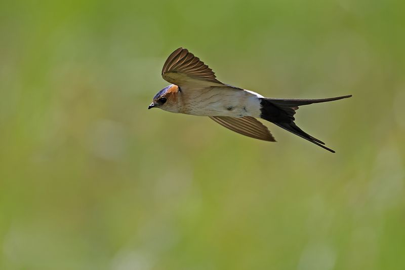 Red-rumped Swallow (Cecropis daurica rufula)
