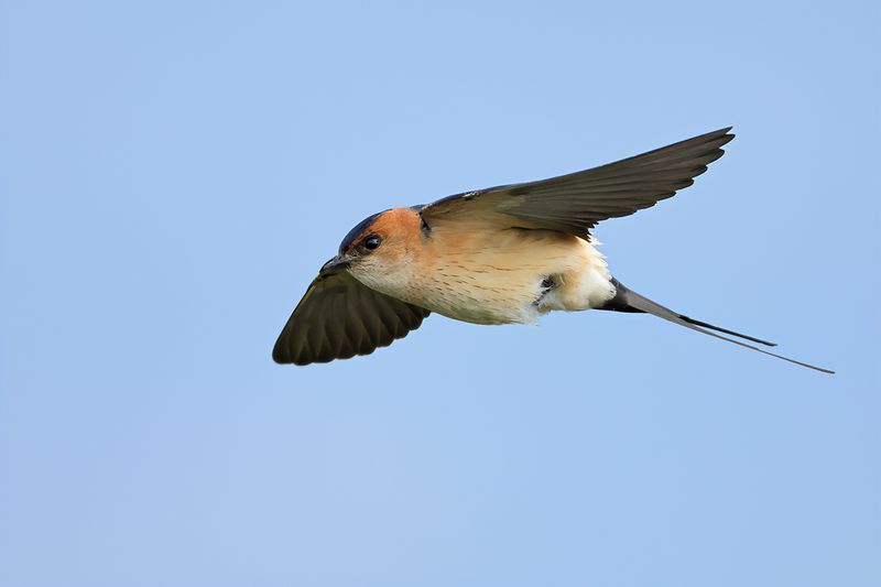 Red-rumped Swallow (Cecropis daurica rufula)