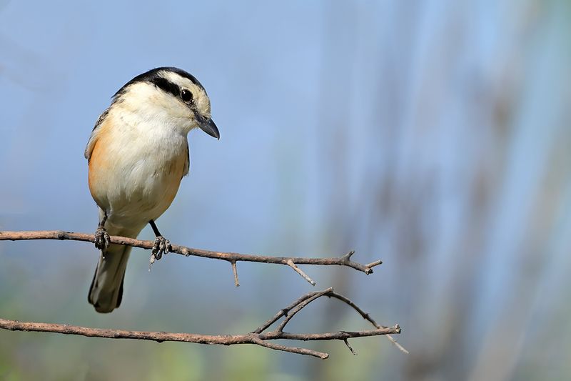 Masked shrike (Lanius nubicus)