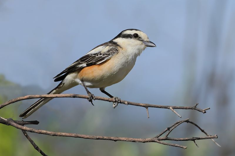 Masked shrike (Lanius nubicus)