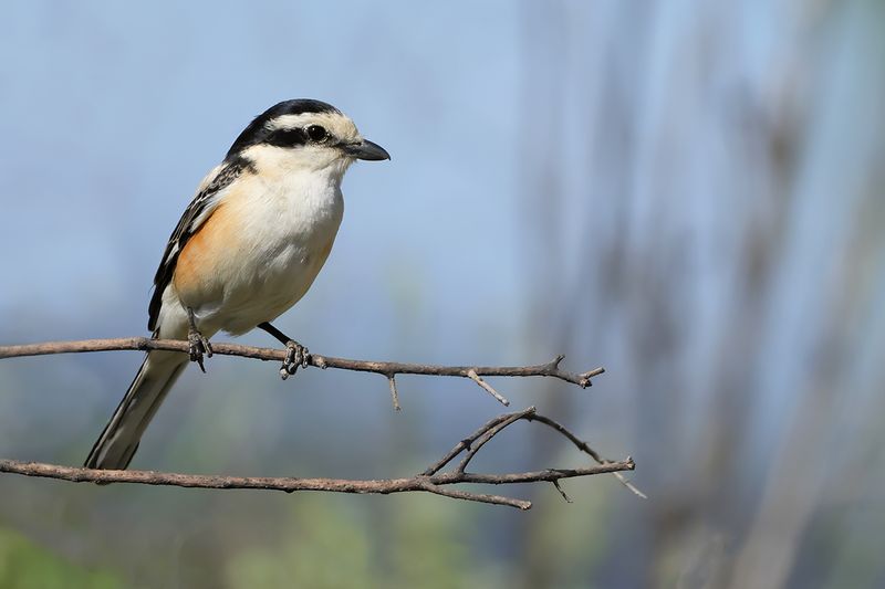 Masked shrike (Lanius nubicus)