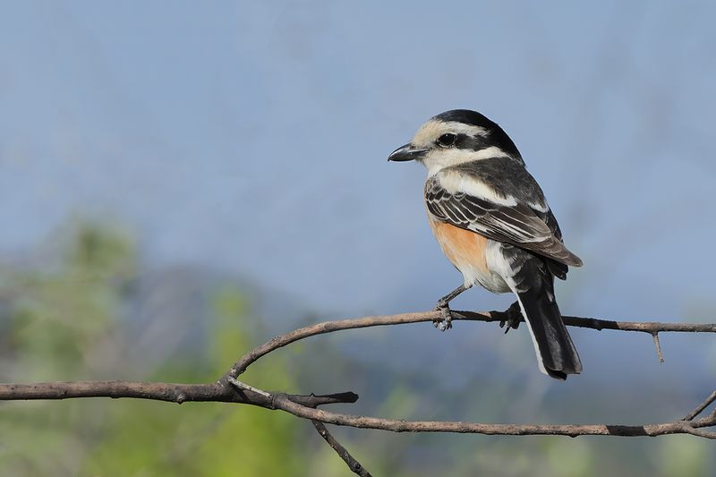 Masked shrike (Lanius nubicus)