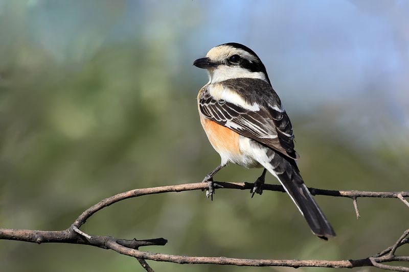 Masked shrike (Lanius nubicus)