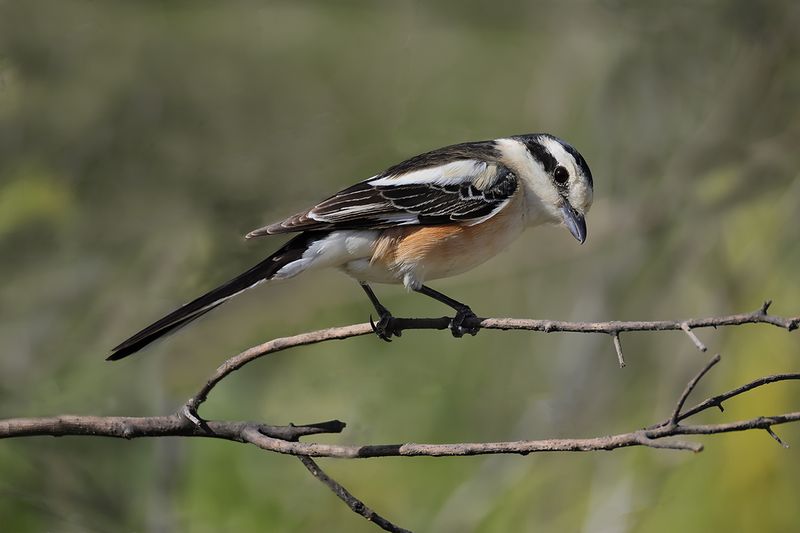Masked shrike (Lanius nubicus)