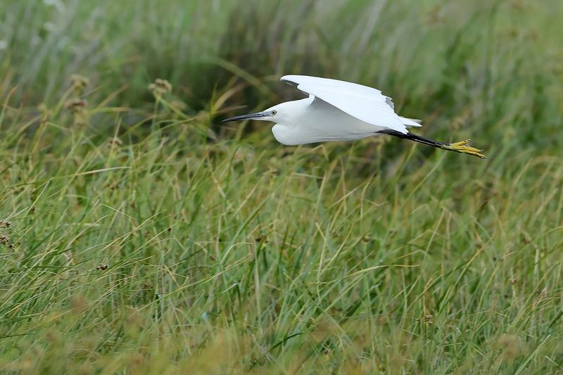 Little Egret (Egreta garzetta)