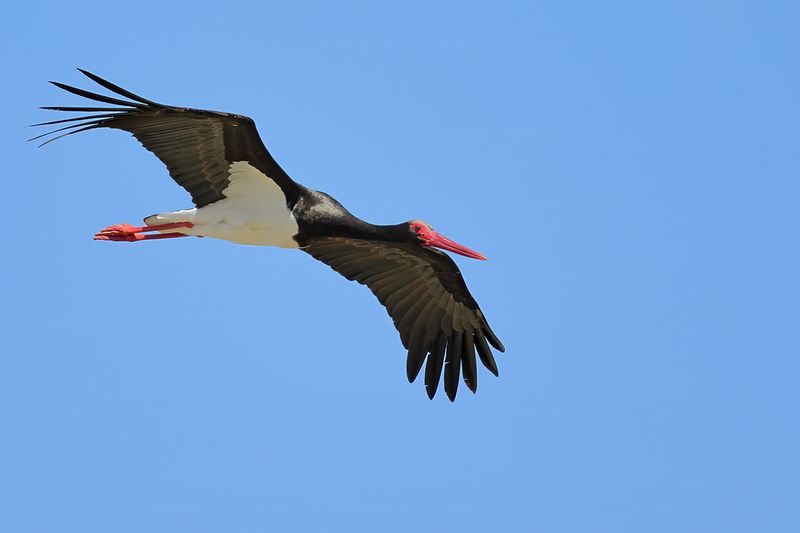 Black Stork (Ciconia nigra)