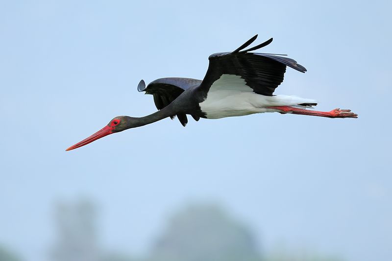 Black Stork (Ciconia nigra)