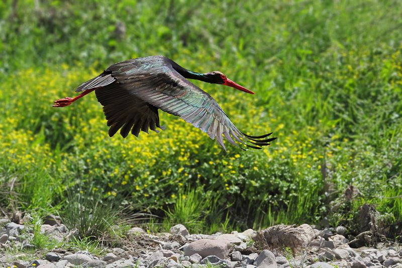 Black Stork (Ciconia nigra)