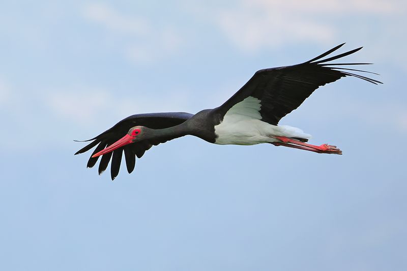 Black Stork (Ciconia nigra)